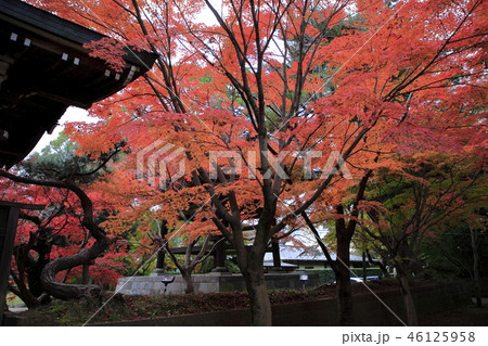東漸寺　紅葉 46125958