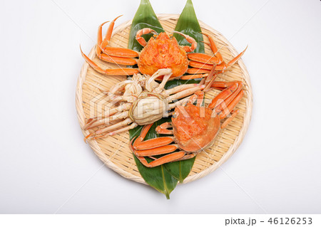 蟹　セイコカニ　セコカニ　コッペカニ　食材 46126253