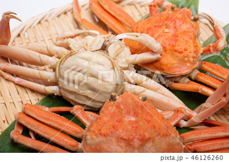 蟹 セイコカニ セコカニ コッペカニ 食材 蟹 セイコカニ セコカニ コッペカニ 食材 46126260