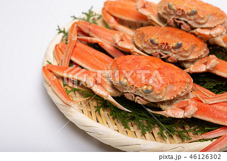 蟹 セイコカニ セコカニ コッペカニ 食材 蟹 セイコカニ セコカニ コッペカニ 食材 46126302