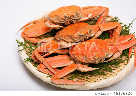 蟹　セイコカニ　セコカニ　コッペカニ　食材 46126320