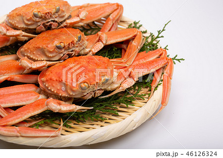 蟹　セイコカニ　セコカニ　コッペカニ　食材 46126324