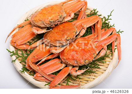 蟹　セイコカニ　セコカニ　コッペカニ　食材 46126326