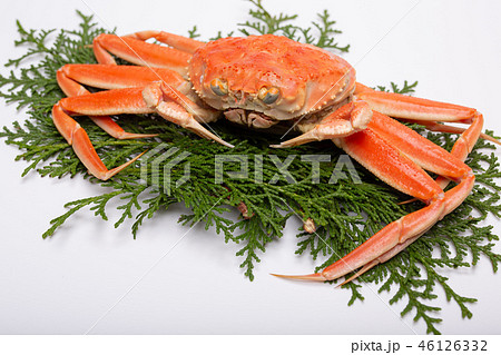 蟹　セイコカニ　セコカニ　コッペカニ　食材 46126332