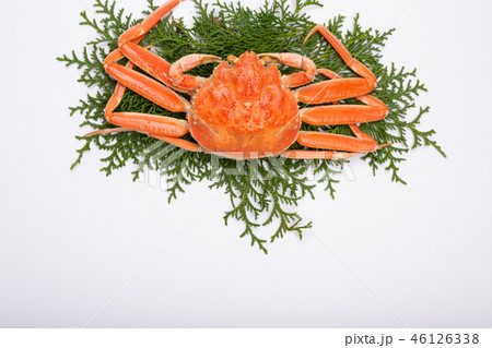 蟹　セイコカニ　セコカニ　コッペカニ　食材 46126338