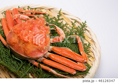 蟹　セイコカニ　セコカニ　コッペカニ　食材 46126347