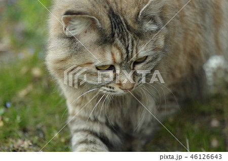 遊んでいる猫 46126643