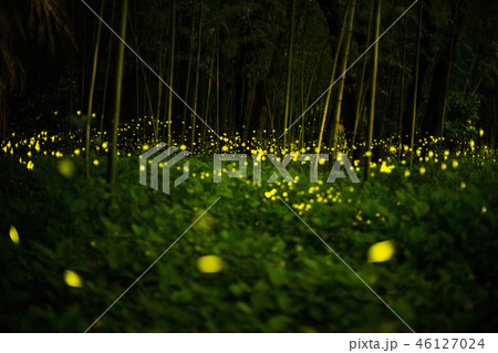 hime hotaru firefly in bamboo forest 46127024