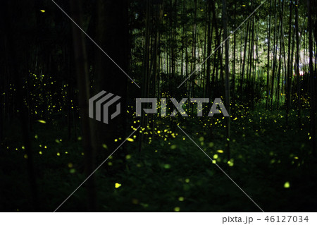 hime hotaru firefly in bamboo forest 46127034
