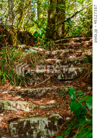 ruins of an ancient staircase in the jungle ruins of an ancient staircase in the jungle 46127387