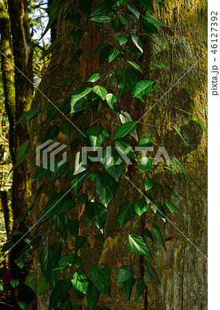 ivy on mossy tree trunk ivy on mossy tree trunk 46127392