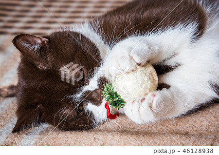 British cat is playing with the Christmas ball British cat is playing with the Christmas ball 46128938