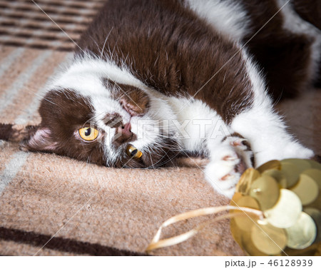 British cat is playing with the Christmas ball 46128939