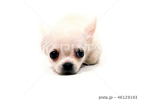 白い子犬 46129193