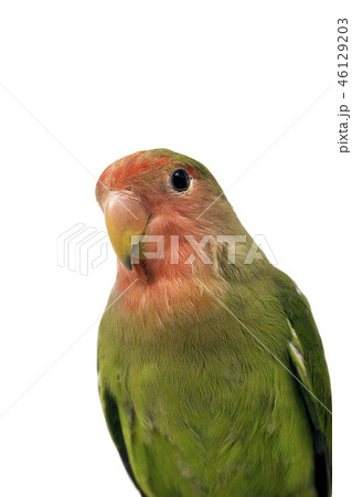 コザクラインコのアップ 46129203
