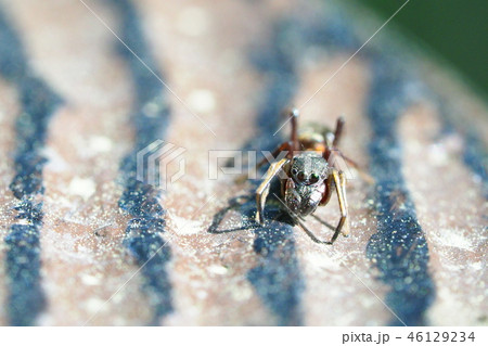 アリグモ（メス） 46129234
