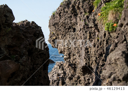 岩百合 岩百合 46129413