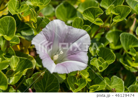 ハマヒルガオ ハマヒルガオ 46129474