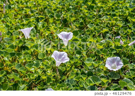 ハマヒルガオ 46129476