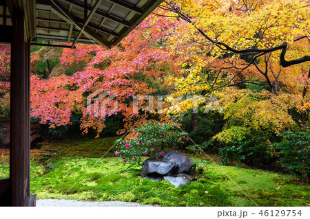 京都の紅葉 46129754