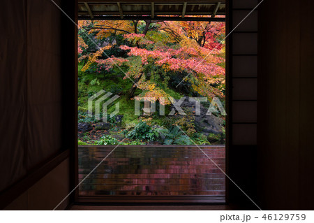 京都の紅葉 46129759