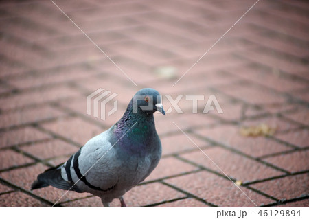 街中の鳩1 街中の鳩1 46129894