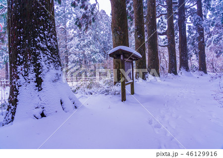 【神奈川県】箱根旧街道 杉並木 雪化粧 【神奈川県】箱根旧街道 杉並木 雪化粧 46129916