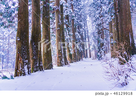 【神奈川県】箱根旧街道　杉並木　雪化粧 46129918