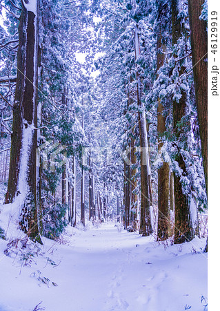【神奈川県】箱根旧街道　杉並木　雪化粧 46129919