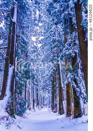 【神奈川県】箱根旧街道 杉並木 雪化粧 【神奈川県】箱根旧街道 杉並木 雪化粧 46129920