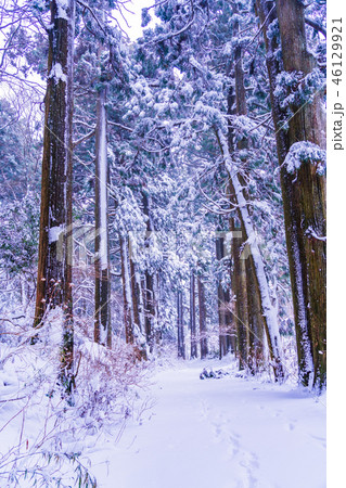 【神奈川県】箱根旧街道　杉並木　雪化粧 46129921