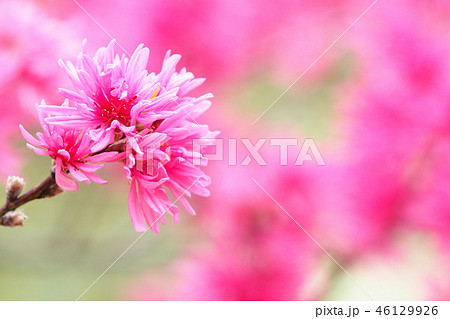 ハナモモの花(菊桃) ハナモモの花(菊桃) 46129926