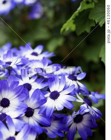 アフリカンデイジー 紫 の写真素材