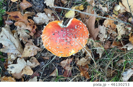 Fungus on forest ground Fungus on forest ground 46130253