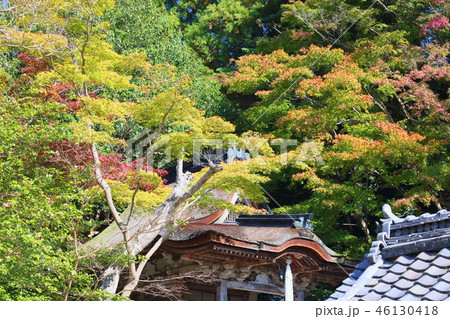 輝くカエデ 輝くカエデ 46130418