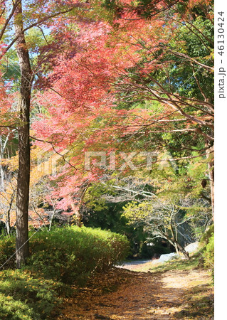 輝くカエデ 輝くカエデ 46130424