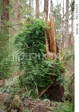 台風で幹が裂けたセンペルセコイア　 46130505