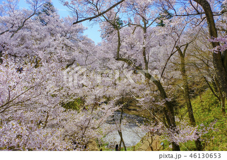 高遠城址公園2018 高遠城址公園2018 46130653