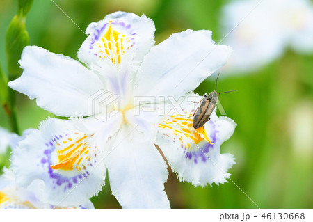 トラフコメツキとシャガの花 トラフコメツキとシャガの花 46130668