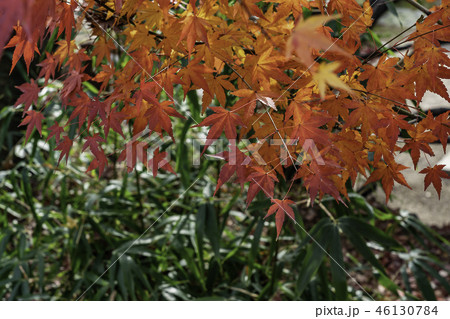 紅葉 カエデの葉 カエデ 46130784