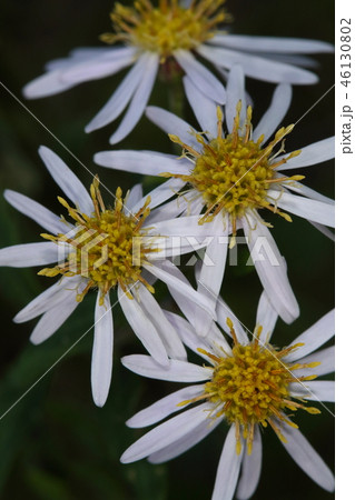 自然　植物　ノコンギク、漢字で書くと『野紺菊』。舌状花の数や色は個体差があるようです 46130802