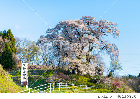 福島県郡山市 天神夫婦桜 46130820