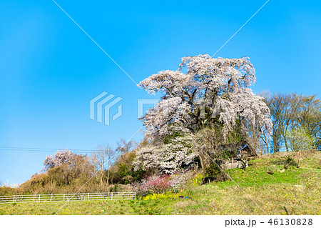 福島県郡山市 天神夫婦桜 46130828