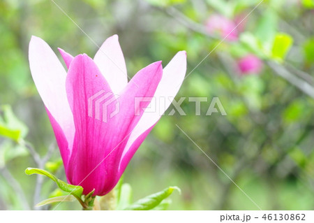 トウモクレンの花 トウモクレンの花 46130862
