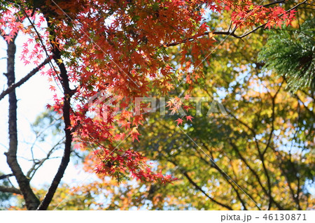 輝くカエデ 輝くカエデ 46130871