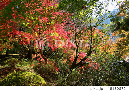 輝くカエデ 輝くカエデ 46130872