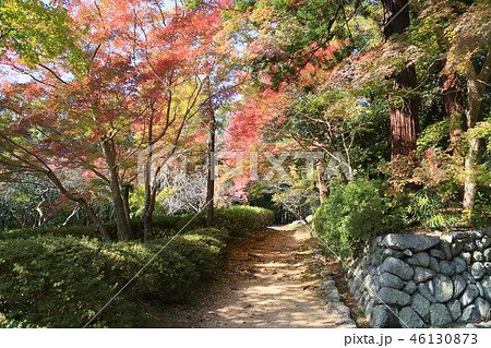 輝くカエデ 46130873