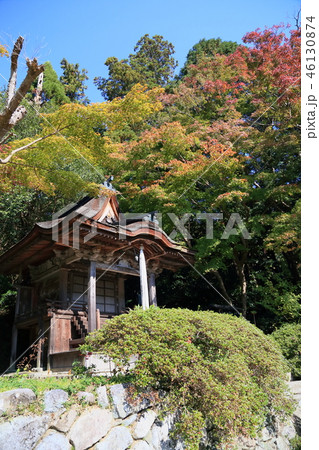 輝くカエデ 46130874