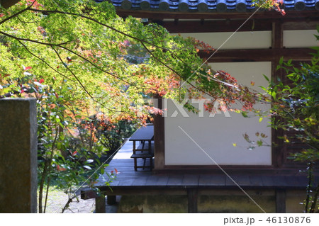 輝くカエデ 46130876