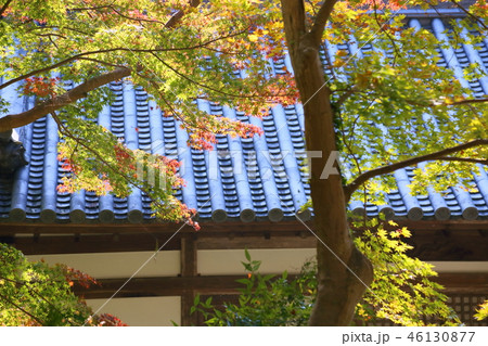 輝くカエデ 輝くカエデ 46130877